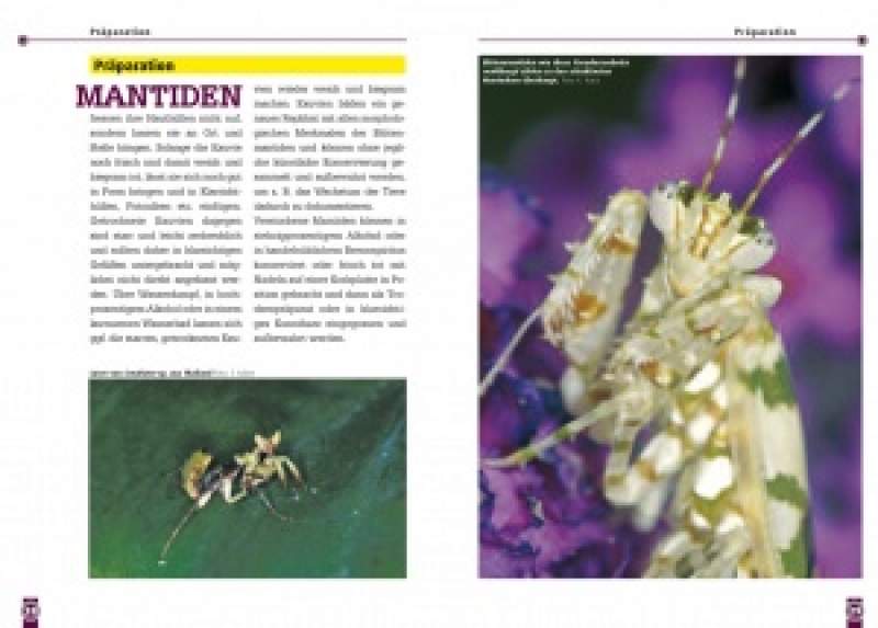 Preview: Blütenmantiden